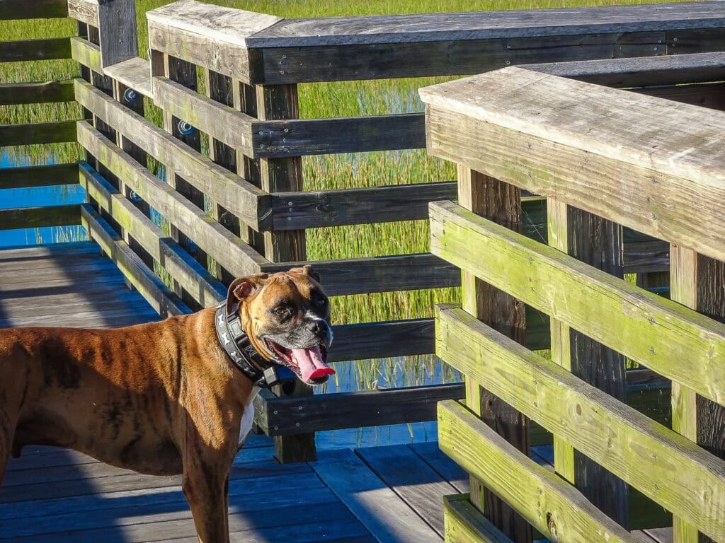 dog on trail
