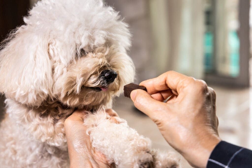dog eating heartworm prevention