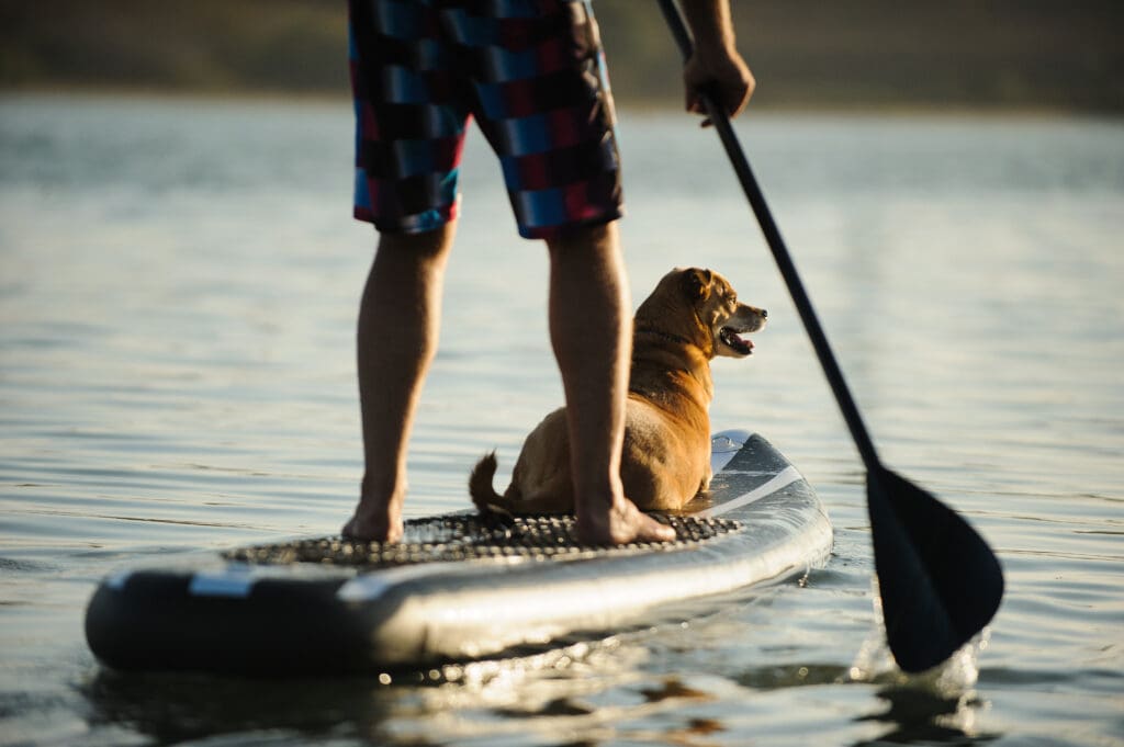 Mix Breed Dog And Man On Stand Up Paddleboard On The Lake Water