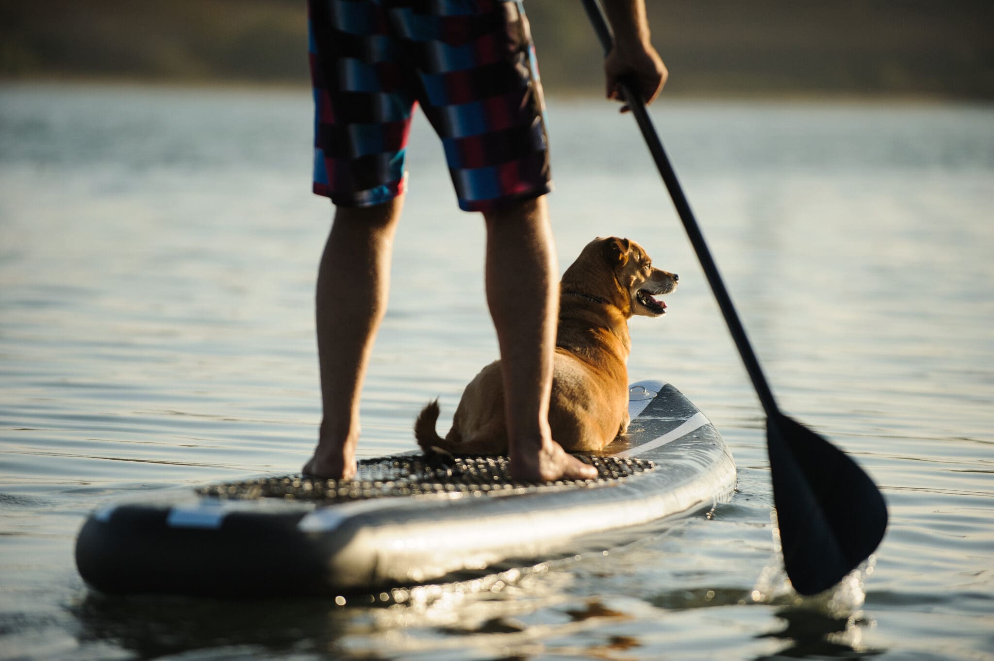 Mix Breed Dog And Man On Stand Up Paddleboard On The Lake Water