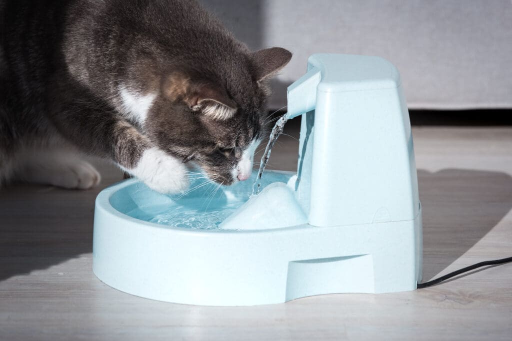 Cat Drinks Clean Water From Water Dispenser.